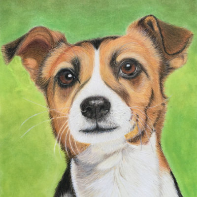 Jolly Jack Russell